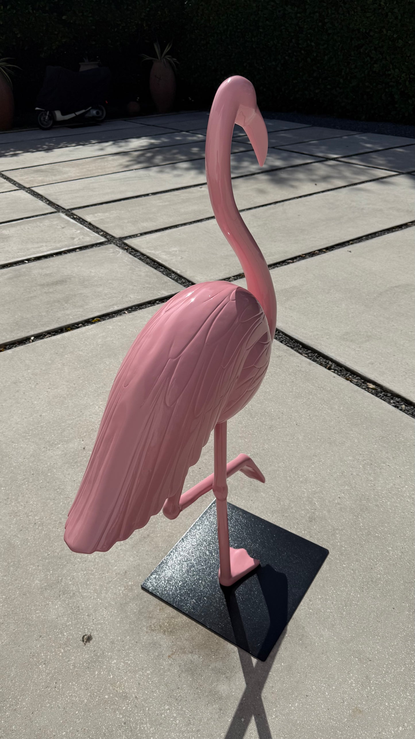 Miami Flamingo