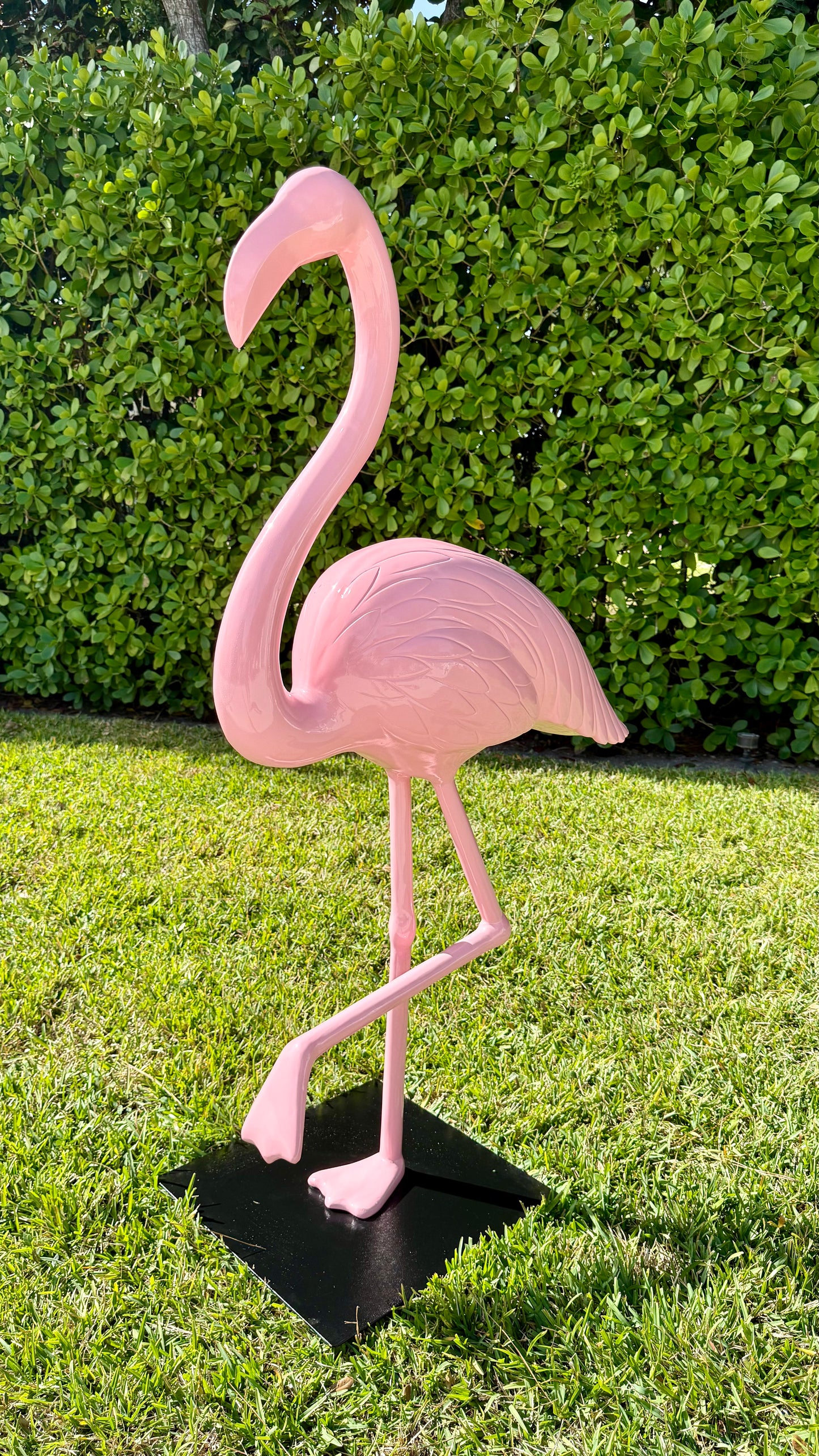 Miami Flamingo