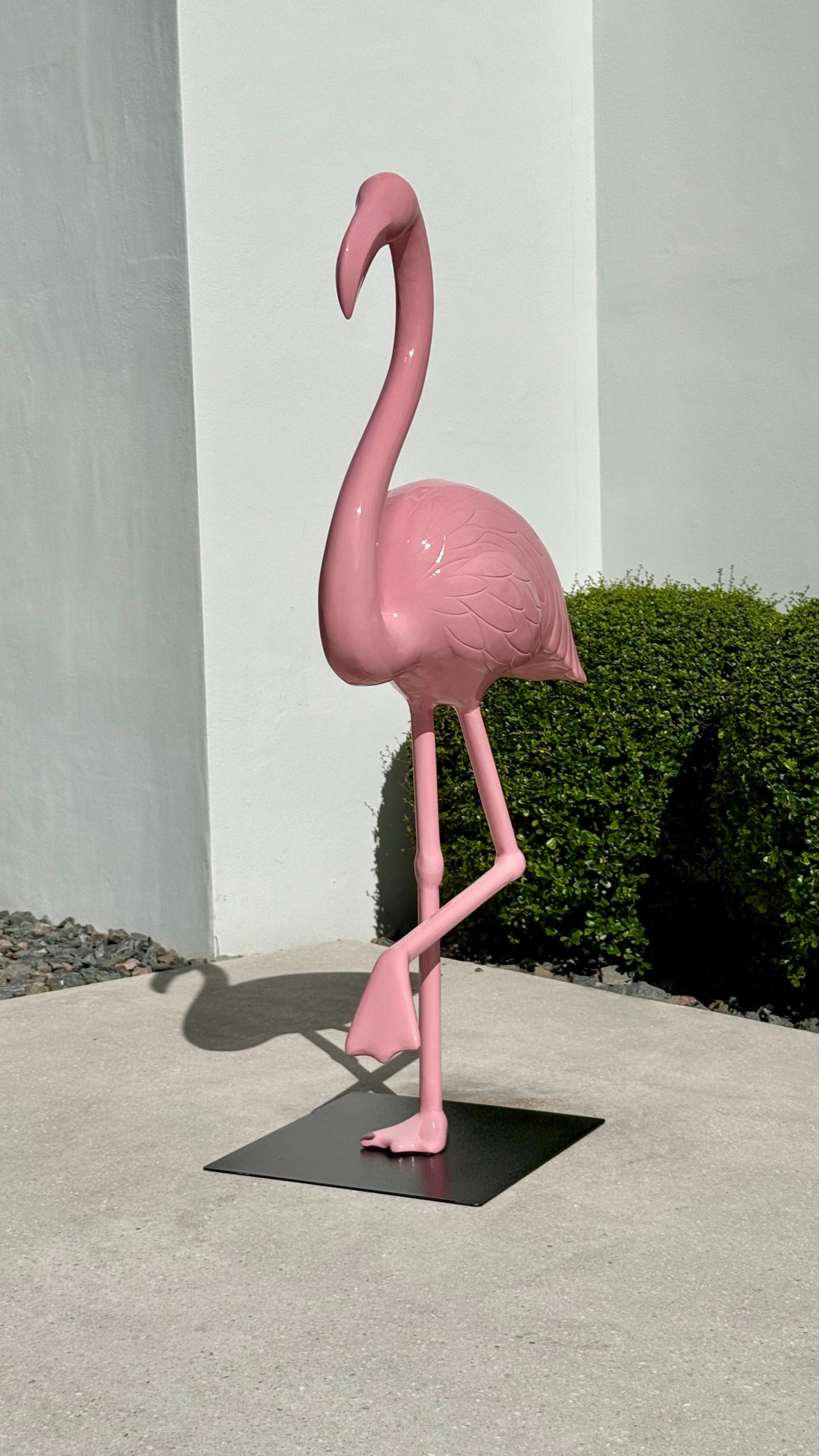 Miami Flamingo