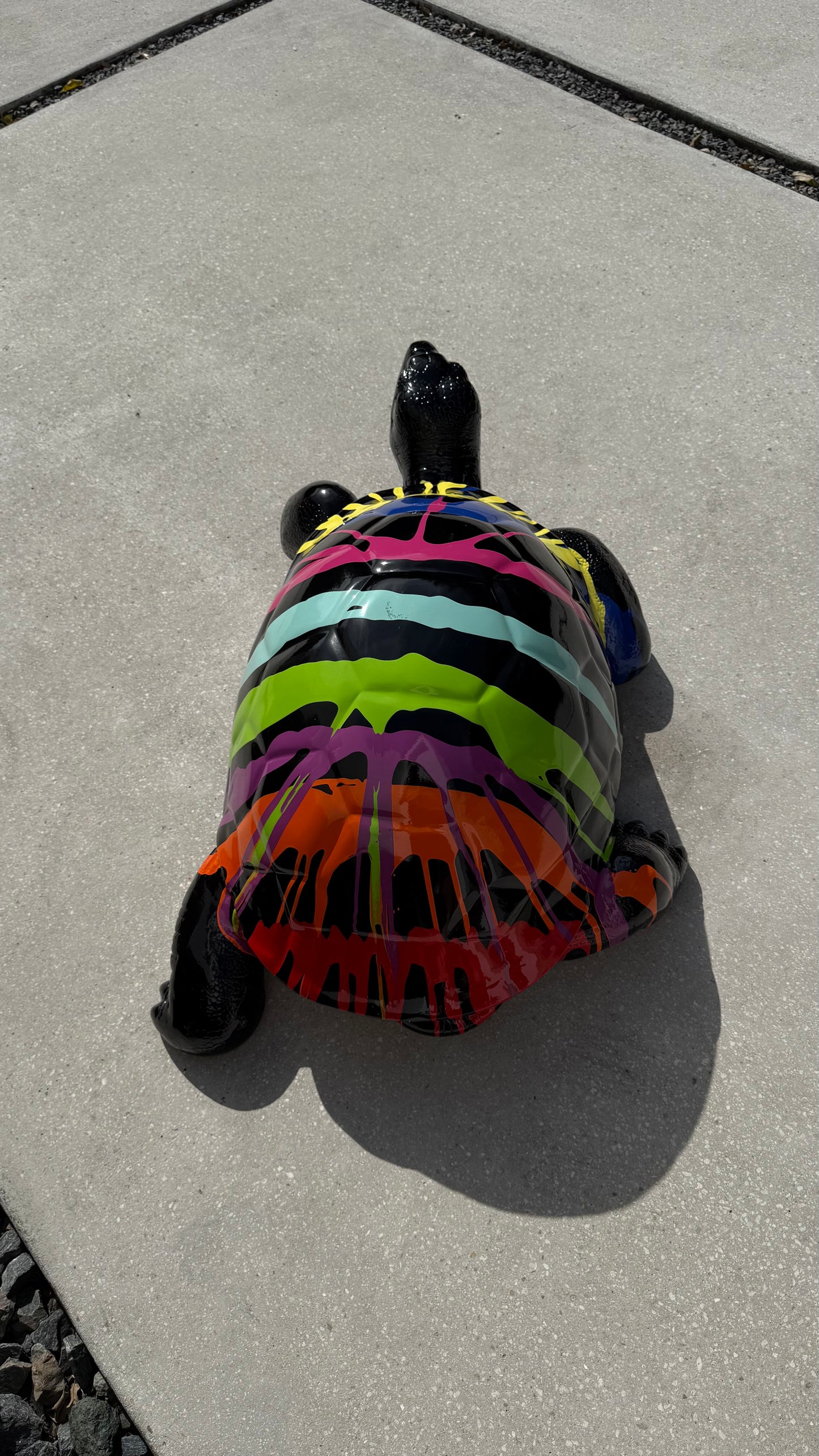 Black splash little turtle